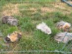 Peruviaan cavia beertjes, Dieren en Toebehoren, Knaagdieren, Mannelijk, Cavia