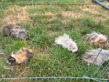Peruviaan cavia beertjes beschikbaar voor biedingen