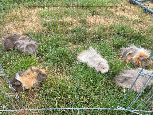 Peruviaan cavia beertjes, Dieren en Toebehoren, Knaagdieren, Mannelijk, Cavia