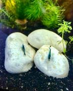 Jonge blauwe Blue Dream garnalen, Dieren en Toebehoren, Kreeft, Krab of Garnaal