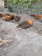 Raszuivere Goudbrakels, Meerdere dieren, Kip