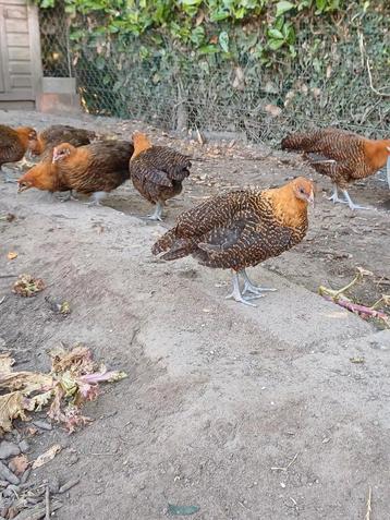 Raszuivere Goudbrakels, Plusieurs animaux, Poule ou poulet