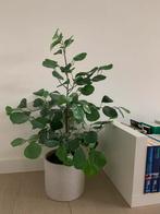 Ficus ikea nepplant, Huis en Inrichting, Kamerplanten, Ophalen, Ficus, In pot, Minder dan 100 cm