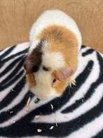 Us teddy . Cavia, Dieren en Toebehoren, Knaagdieren, Cavia, Mannelijk, Juli, Tam