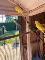 Jonge grasparkieten 2025, Dieren en Toebehoren, Meerdere dieren, Parkiet, Geringd