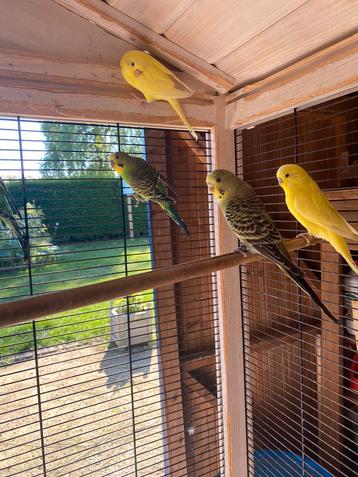 Jonge grasparkieten 2025 beschikbaar voor biedingen