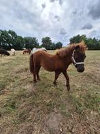Shetlander veulen, Dieren en Toebehoren, 0 tot 2 jaar, A pony (tot 1.17m), Onbeleerd, Recreatiepony