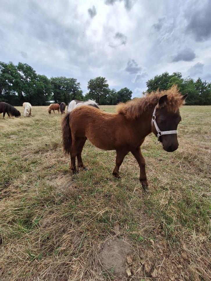Shetlander veulen, Dieren en Toebehoren, Pony's, Merrie, Onbeleerd, A pony (tot 1.17m), Recreatiepony, 0 tot 2 jaar, Gechipt, Ontwormd