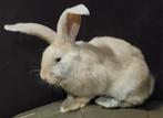 Deutse reus rammetje., Dieren en Toebehoren, Konijnen