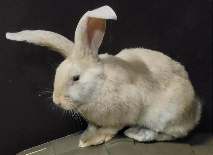 Deutse reus rammetje., Dieren en Toebehoren, Konijnen