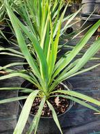 Yucca gloriosa, In pot, Minder dan 100 cm, Halfschaduw, Zomer