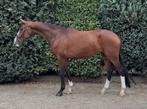 Super knappe en ook nog eens hele brave 4jr., Dieren en Toebehoren, Paarden, B, Gechipt, Ruin, 3 tot 6 jaar