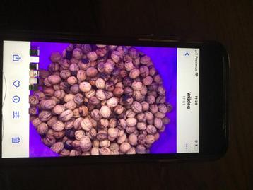 Okkernoten beschikbaar voor biedingen