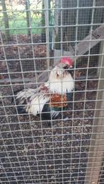 Faverolle haan (kriel), Dieren en Toebehoren, Pluimvee