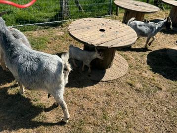 Dwerggeiten, Mâle, Chèvre, 0 à 2 ans