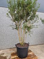 osmanthus meerstammig, Ophalen