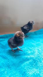 2 kuikentjes, Dieren en Toebehoren, Pluimvee, Geslacht onbekend, Kip