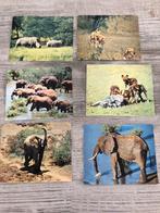 6 chromo - Walt Disney - Afrikaanse leeuwen - olifant, Hobby en Vrije tijd, Ophalen of Verzenden