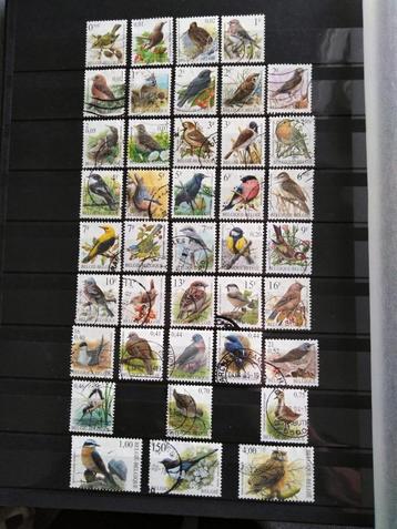 Lot van 40 gebruikte postzegels van België Oiseaux Buzin beschikbaar voor biedingen