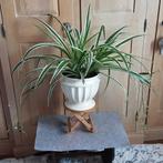 Grote bloeiende prachtige kamerplant Chlorophitum, Huis en Inrichting, Kamerplanten, Ophalen of Verzenden, In pot