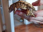 wimpergekko man, Dieren en Toebehoren