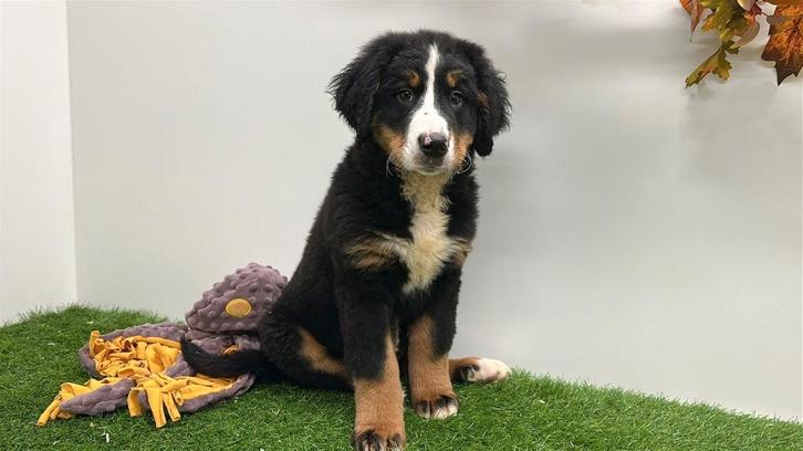 Berner Sennen pups, Dieren en Toebehoren, Honden | Bulldogs, Pinschers en Molossers, Meerdere dieren, Sennenhond, Fokker | Professioneel