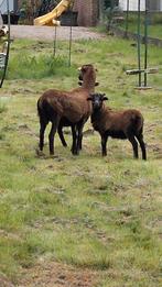 3 moutons du Cameroun, Animaux & Accessoires, Moutons, Chèvres & Cochons
