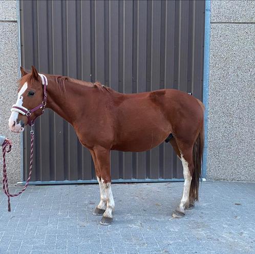 Verschillende paarden en pony’s te koop, Animaux & Accessoires, Poneys, Plusieurs animaux, Avec pedigree, Avec puce électronique