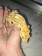 Gecko à cils mâle, Animaux & Accessoires, Reptiles & Amphibiens
