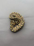 1.0 GHI / Phantom / Black Head / Pastel, Serpent, Domestique, 0 à 2 ans