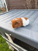 Cavia mannetje, Animaux & Accessoires, Rongeurs, Septembre, Mâle, Cobaye