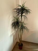 Kunstplant, Huis en Inrichting, Ophalen, Zo goed als nieuw, Binnen