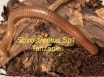 Spirostreptus sp1 Tanzanie, Dieren en Toebehoren, Insecten en Spinnen, Overige soorten