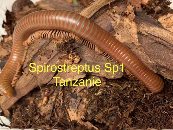 Spirostreptus sp1 Tanzanie, Dieren en Toebehoren, Insecten en Spinnen, Overige soorten