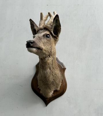 Hertekop, ree met gewei - taxidermie - bast wintergewei beschikbaar voor biedingen