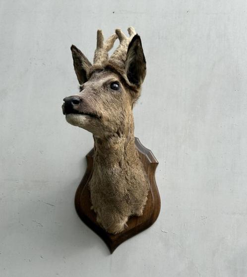 Hertekop, ree met gewei - taxidermie - bast wintergewei, Verzamelen, Dierenverzamelingen, Gebruikt, Gewei of Kop, Hert, Ophalen of Verzenden
