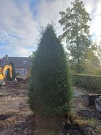 taxus kegels 300+, Tuin en Terras, Taxus, Struik, Ophalen, 250 cm of meer