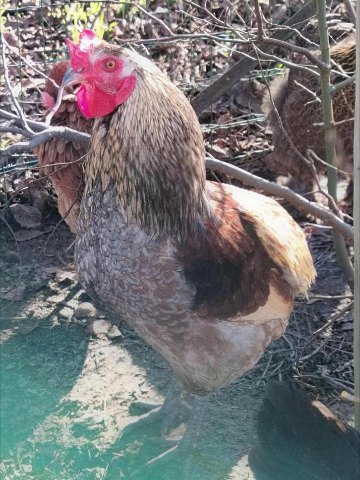 Haan Gratis, Dieren en Toebehoren, Pluimvee, Kip, Mannelijk