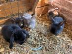 Mooie dwergkonijntjes, Dieren en Toebehoren, Konijnen, Meerdere dieren, Dwerg, Hangoor, 0 tot 2 jaar