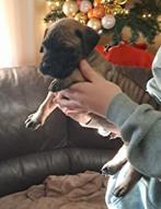 Chiots Bullmastiff, 8 à 15 semaines, Bouledogue, Plusieurs, Éleveur | Loisir