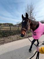 17 Jarige Ruin te koop, Dieren en Toebehoren, Ophalen, Zo goed als nieuw