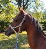 Arabier-Veulen 9 maand-Hengst heel aanhankelijk, Dieren en Toebehoren, Hengst