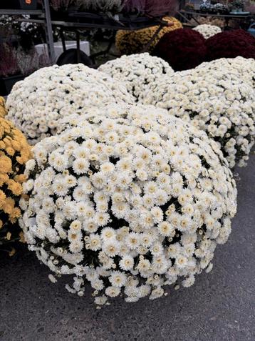 Zeer sterke Chrysanten in alle kleuren beschikbaar voor biedingen