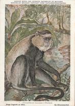 ZILVERMEERKAT, Verzamelen, Postkaarten | Dieren, Verzenden, Ongelopen, Wild dier