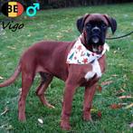 Vigo, Boxer reu - pup te koop (Belgisch), Dieren en Toebehoren, België, 15 weken tot 1 jaar, CDV (hondenziekte), Eén hond