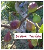 MOOIE VIJGENPLANTEN oa BROWN TURKEY, +/- 80/+cm, 15€/stuk, Tuin en Terras, Planten | Tuinplanten, Volle zon, Vaste plant, Ophalen of Verzenden