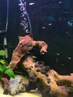Endler guppy’s verschillende leeftijden, Dieren en Toebehoren