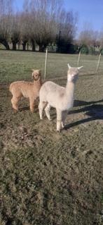 alpaca, Dieren en Toebehoren, Meerdere dieren