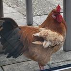 Mooie haan zoekt goede thuis.