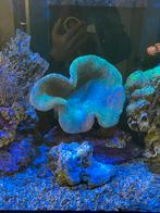 Grand coraux mous champignon sarcophyton